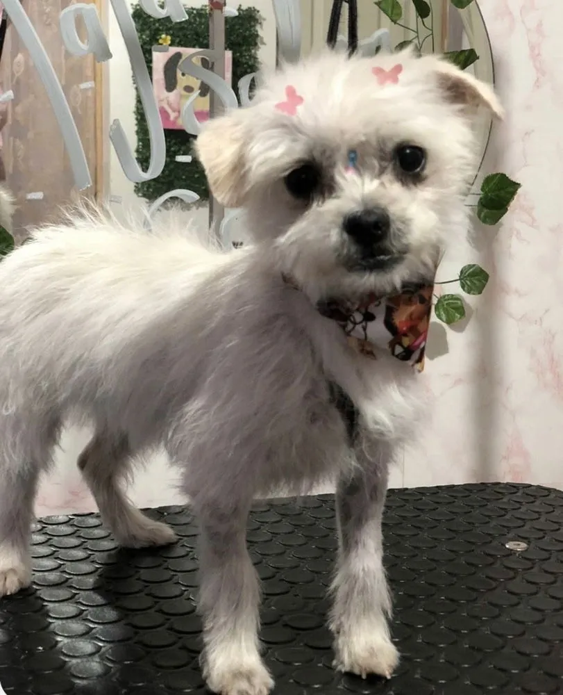 Cha Cha & Churro - Photo 2