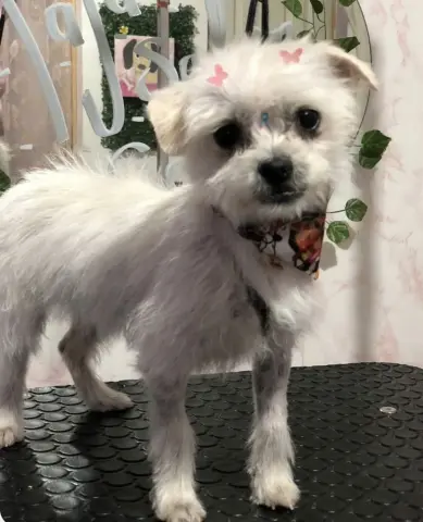 Cha Cha & Churro thumbnail 2