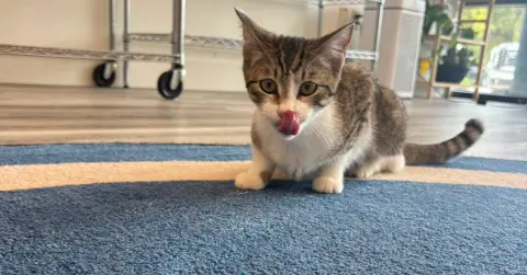 Delphine thumbnail 2