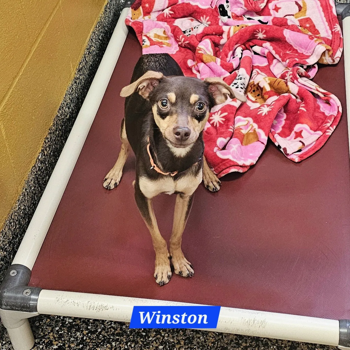Winston - Photo 1