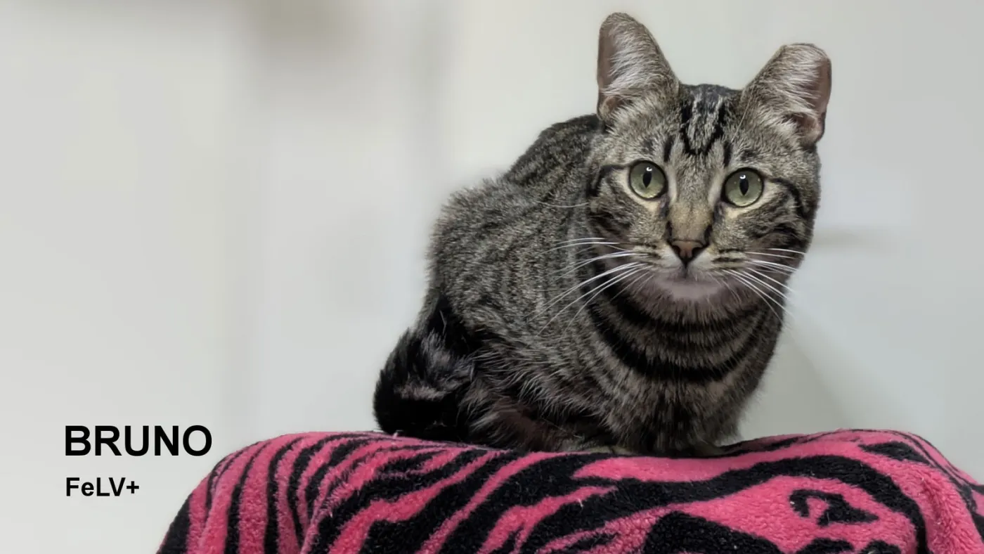 Bruno - Photo 1