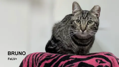 Bruno