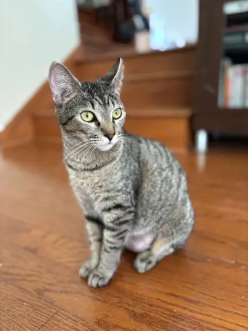 Whiskers thumbnail 2