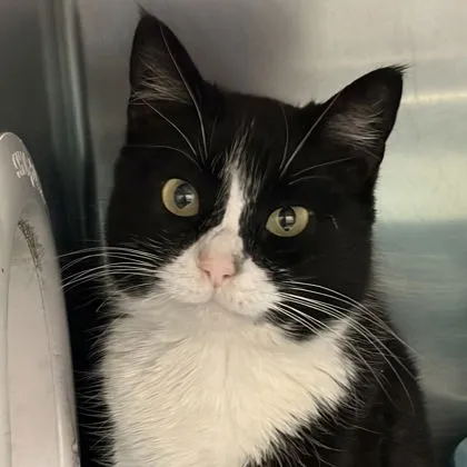 Dutchess Meowington - Photo 1