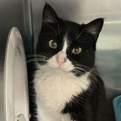 Dutchess Meowington - Photo 2