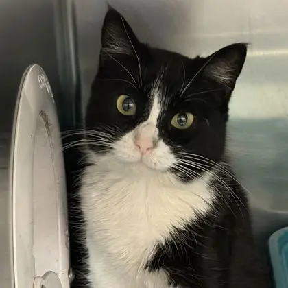 Dutchess Meowington thumbnail 2