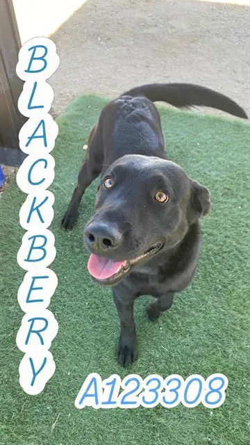 Blackberry - Photo 1