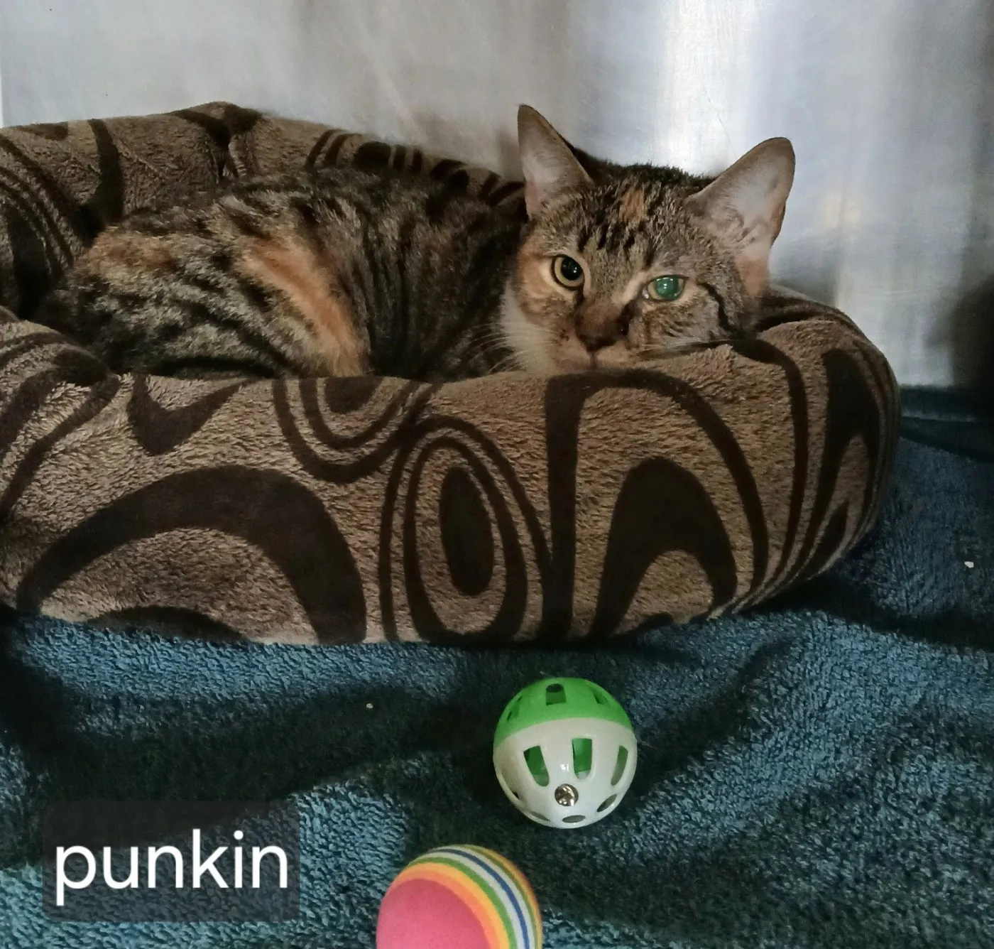 Punkin - Photo 1