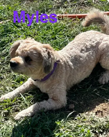 Myles thumbnail 2