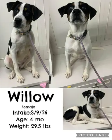 Willow thumbnail 2