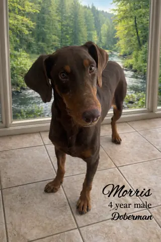 Morris