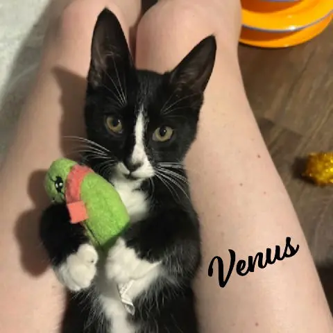Venus