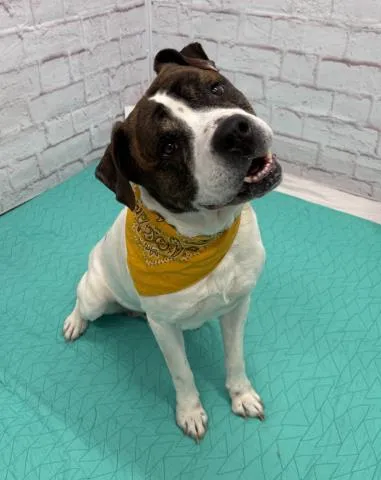 Attenborough - Photo 1