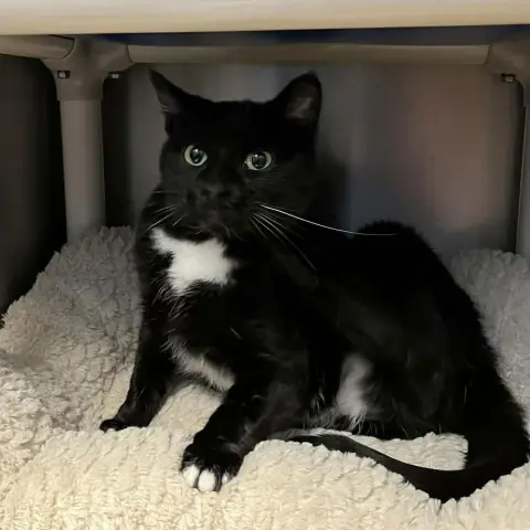 Mama Ember thumbnail 2