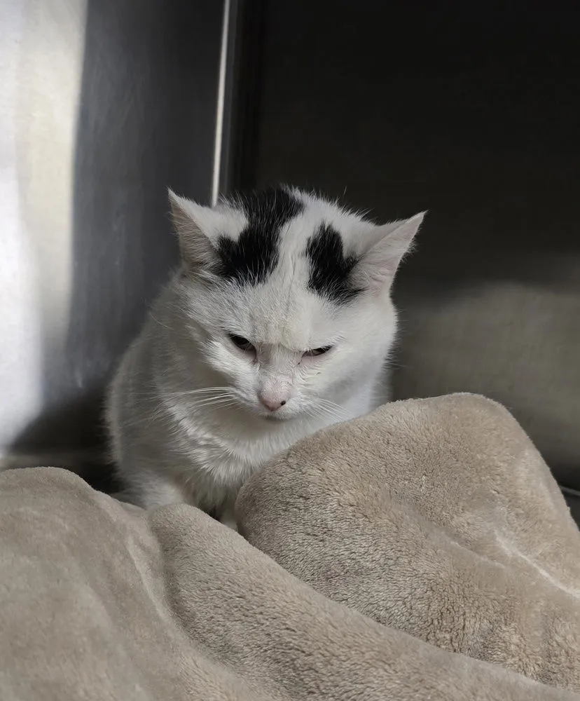 Lady Danbury - Photo 1