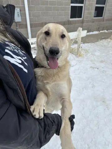 Maverick thumbnail 2