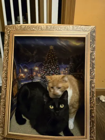 Charlotte thumbnail 2