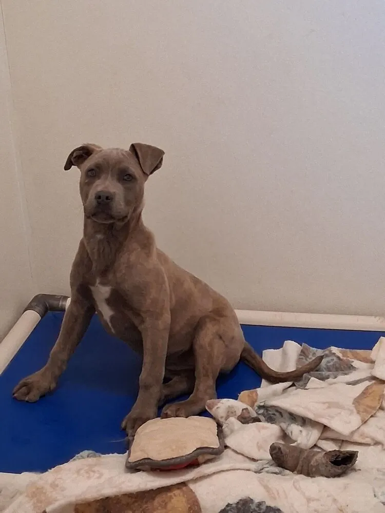 Strawberry - Photo 1