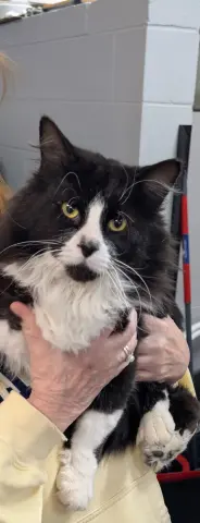 Mr. Meow thumbnail 2