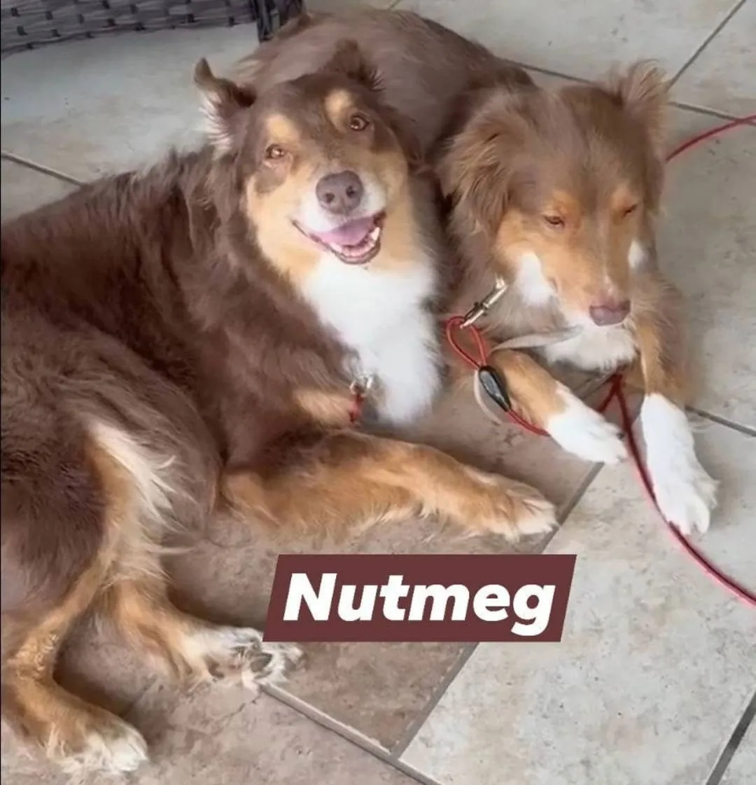 Nutmeg - Photo 1