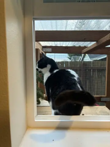 Cleocatra thumbnail 2