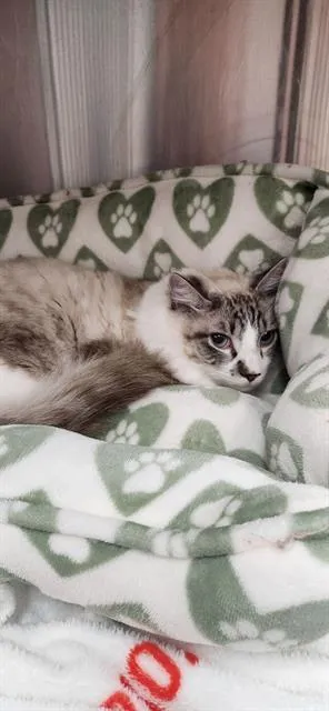 Cappuccino - Photo 1