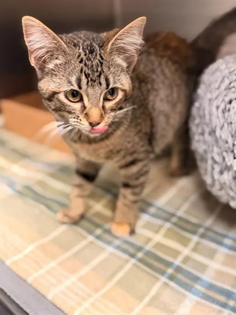 Lady Pancake - Photo 1