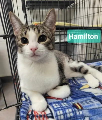 Hamilton thumbnail 2