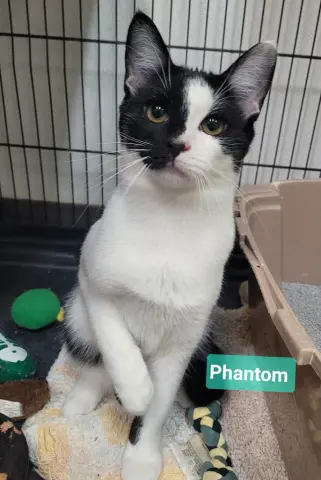 Phantom