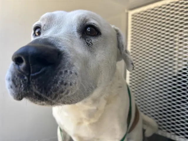 Mr Happy Casanova - Photo 1