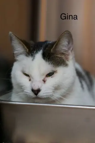 Gina thumbnail 2