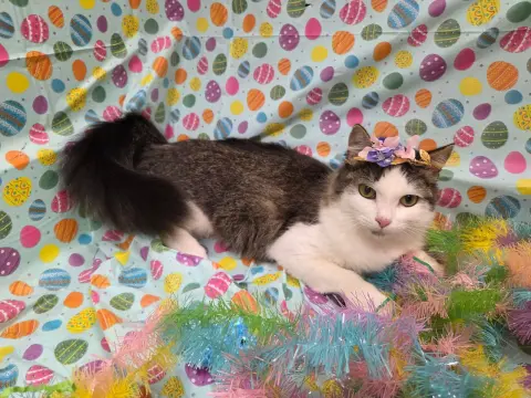 Princess Purrington thumbnail 2