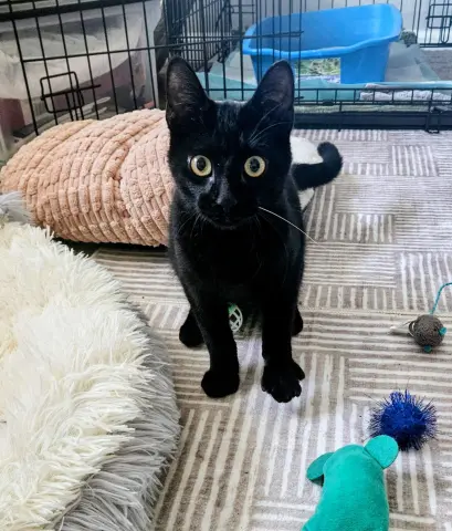 Larry The Lover thumbnail 2