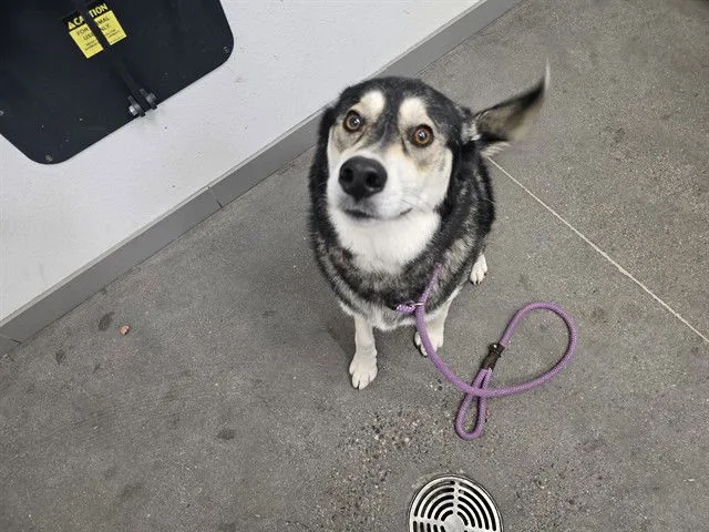 Casca Kyra - Photo 1