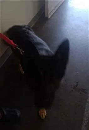 Sane Landin - Photo 1