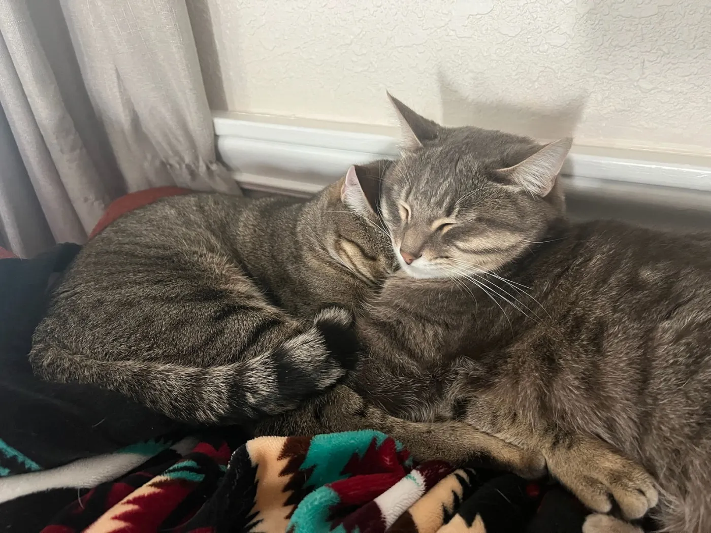 Nismo & Chai - Photo 2