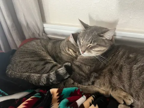 Nismo & Chai thumbnail 2