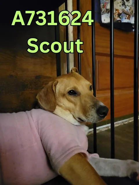Scout - Photo 1