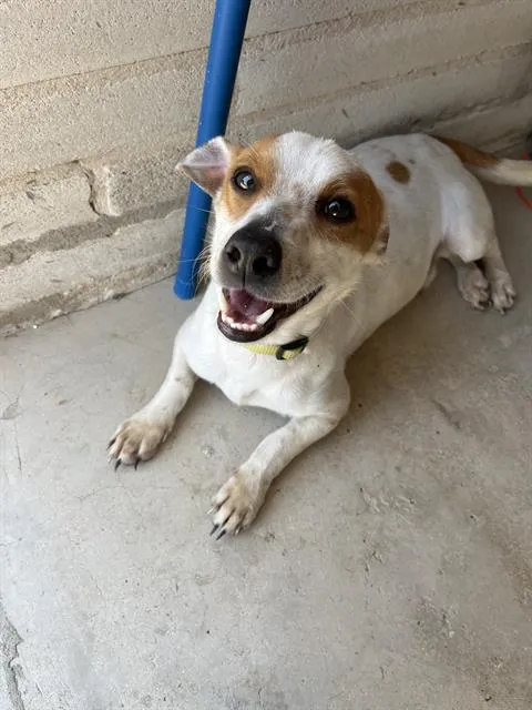 Shorty Doo - Photo 1