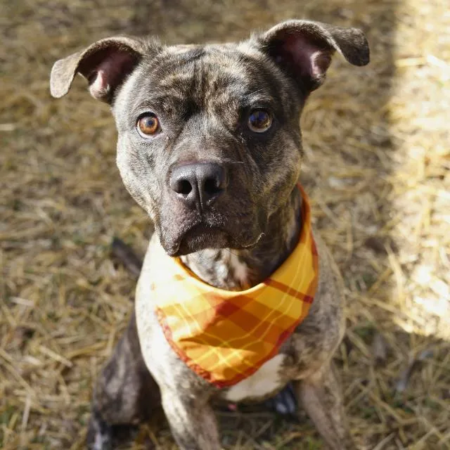 Buster Brown - Photo 1