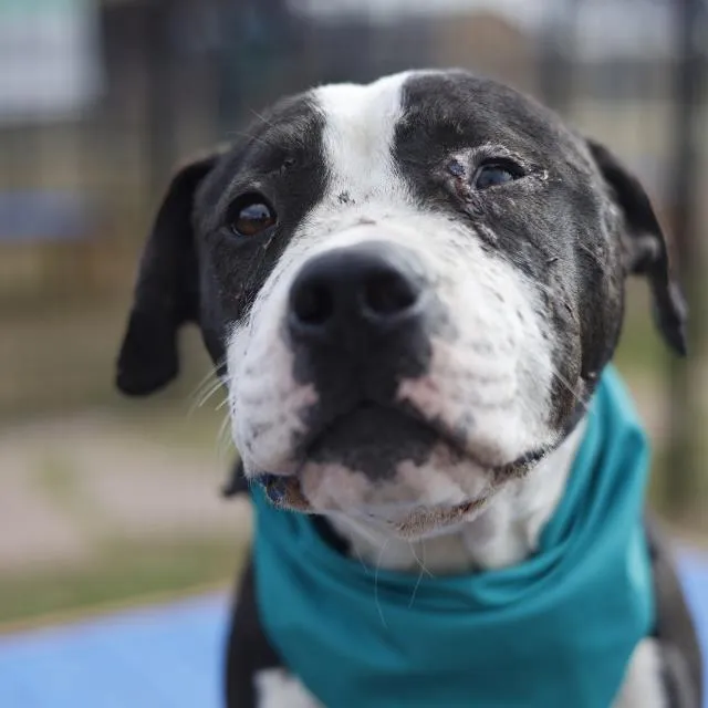 Frank The Tank - Photo 1