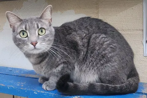 Vanellope thumbnail 2