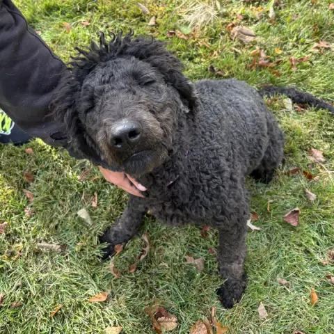 Cilantro thumbnail 2