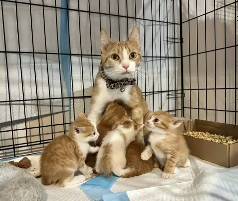 Marmalade thumbnail 2