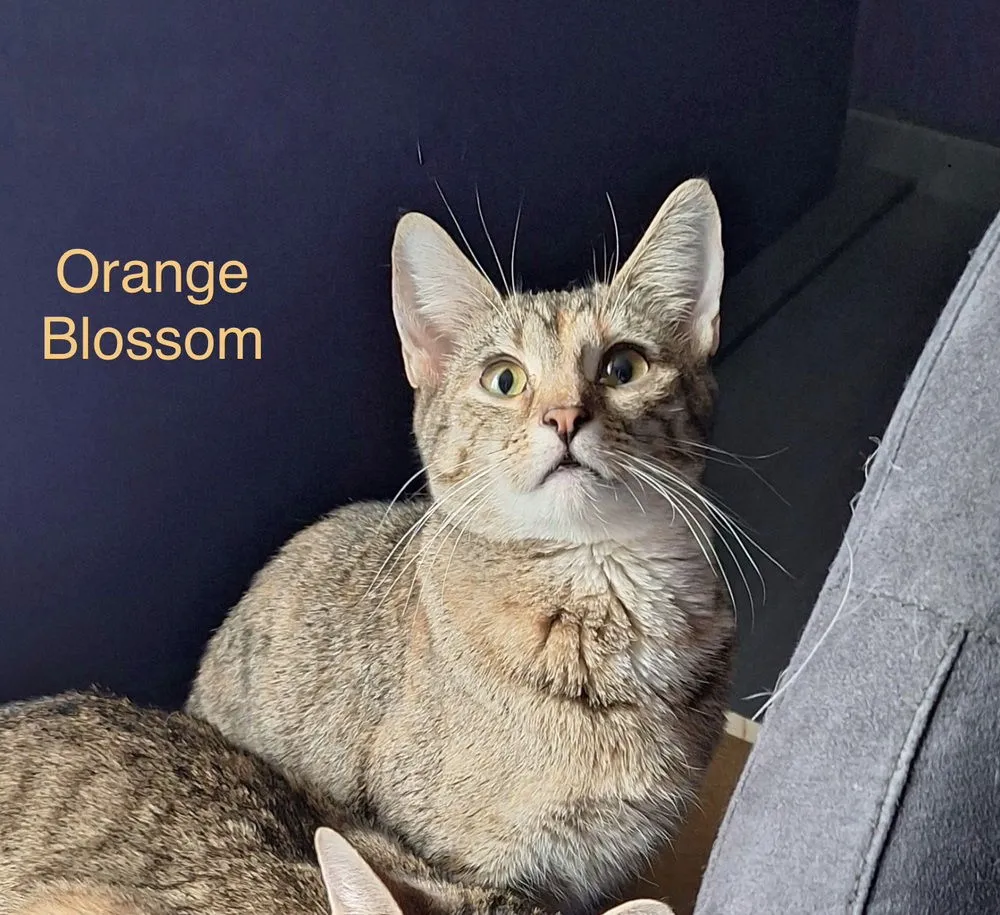 Orange Blossom - Photo 1