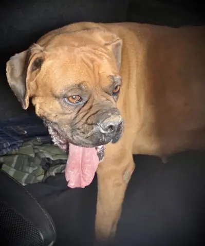 Sweetpea thumbnail 2