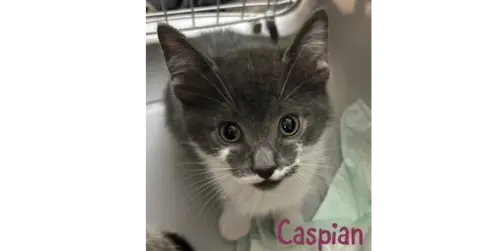 Caspian