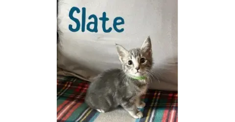 Slate