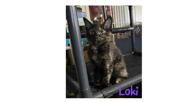 Loki - Photo 1