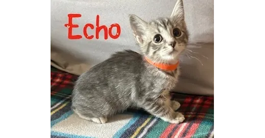Echo - Photo 1